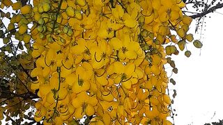 NATUREZA