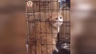 😂 Funniest Animals Ever! You Won’t Stop Laughing 🐶