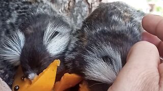 Salguin comendo