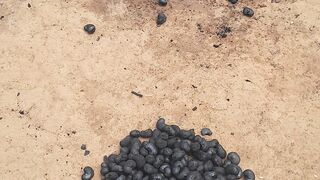 Castanha de caju