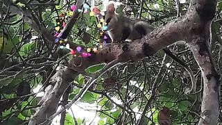 Caçaco,ou,saque,gamba