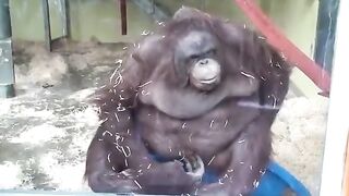 MONKE FALL