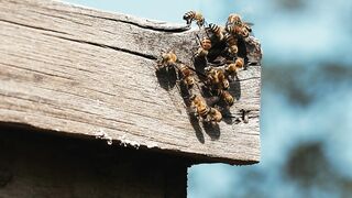 BEEKEEPING HONEY PRODUCTION 3 2