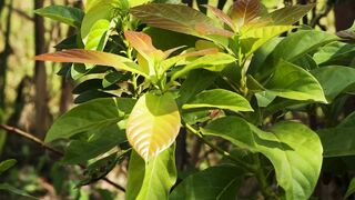 AVOCADO PLANT GROWING 3