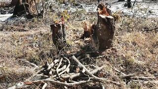 CUT TREES 1