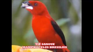 TIÊ SANGUE NA NATUREZA