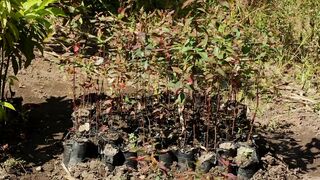 EUCALIPTO PLANT GROWING