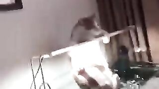 o gatinho 😺