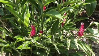 ALPINIA 2 PLANT