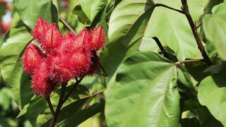 COCOA FLOWER 2