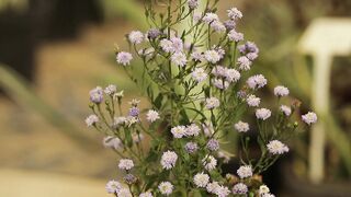 FLOWER PURPLE AND WHITE SOLIDASTER