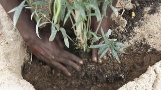 GARDENING HANDS ON PLANTS