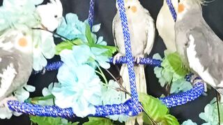 Meus bebês lindos Huis e huide ♥️
