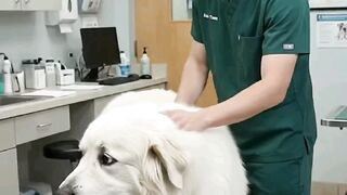 Cachorro comedo de toma injeção
