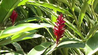 ALPINIA PLANT 4