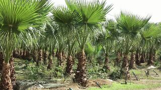 PALM TREE