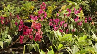 PLANT BUGANVILIA SPECTABILIS
