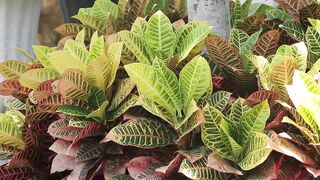 PLANT CROTON PETRA