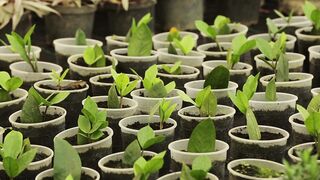 PLANTS GROW IN THE POT 20
