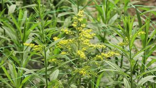 PLANT YELLOW SOLIDAGO
