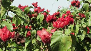 COCOA FLOWER 4