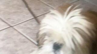 Crazy dog 3