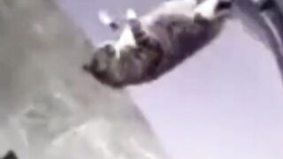 Bora Rir! Divirta-se - Funny Pets #69