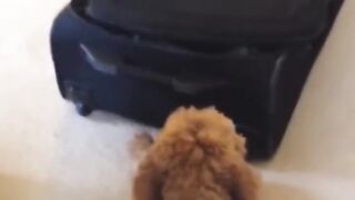 Bora Rir! Divirta-se -  Funny Pets #73
