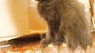 Bora Rir! Divirta-se -  Funny Pets #74