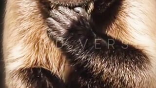 Animal world 7