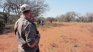 A crocodile nearly 4 meters long! – Hunt in South Africa