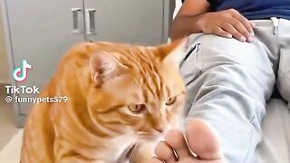 Funny Cat Video 8