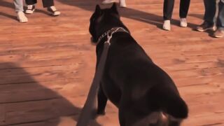 HE REALLY TURNED HIS DOG INTO THIS