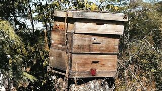 BEEHIVE 3