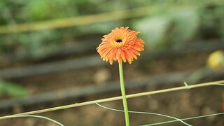 PLANT GERBERA