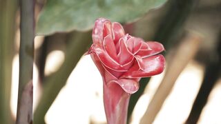 FLOWER ROSA PORCELANA 3