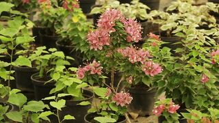 PLANT BUGANVILIA TORCH GLOW