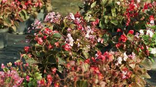 BEGONIA PLANT