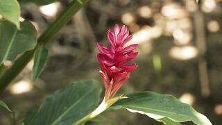 ALPINIA PLANT 3