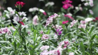 PLANT DIANTHUS