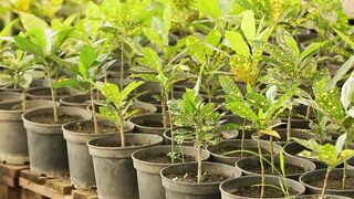 PLANTS GROW IN THE POT 9