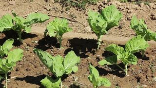MINI FARM CABBAGE