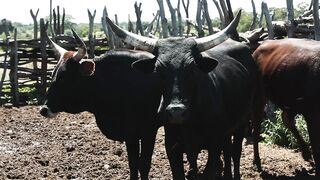 OX AND COW 1
