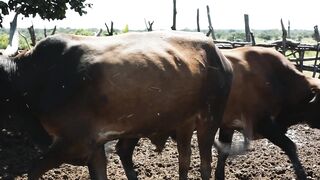 OX AND COW 2