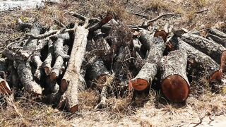 CUT TREES 7