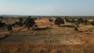 DRONE  FLORESTA VILA HUAMBO 5 HORTA