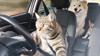 video engraçado 😂 2