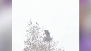 Bikin Mewek! Detik-Detik Induk Orang Utan Dekap Erat Anaknya di Pohon Tengah Hutan Kotim yang Hangus Terbakar!