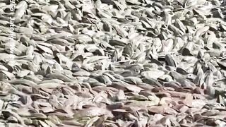 Gegerkan Warga Pati! Jutaan Ikan Sapu-Sapu Mendadak Muncul Kuasai Bendungan Sungai Juwana!