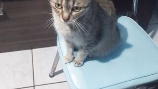 Gatinha aurora